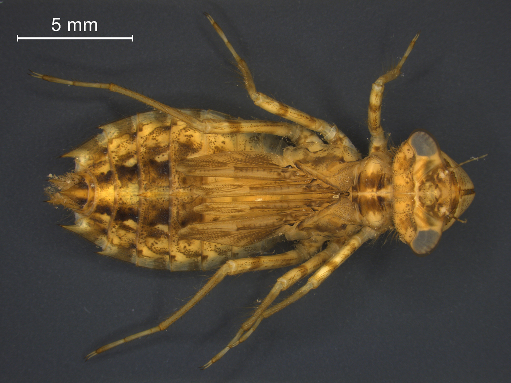 Leucorrhinia albifrons